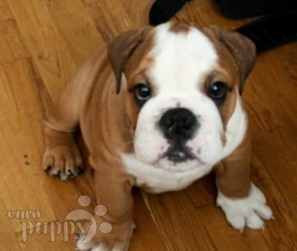 Pele - Bulldog, Euro Puppy review from United States