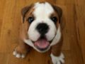 Pele - Bulldogge, Euro Puppy review from United States