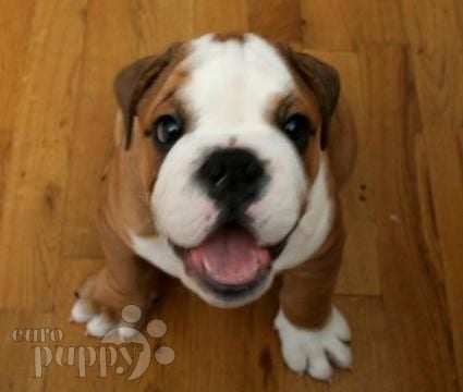 Pele - Bulldogge, Euro Puppy review from United States