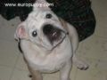 MacGyver - Bulldogge, Euro Puppy review from United States