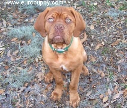 Thor - Dogo de Burdeos, Euro Puppy review from United States
