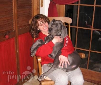 Brutus - Great Dane, Euro Puppy review from United States