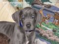 Brutus - Great Dane, Euro Puppy review from United States
