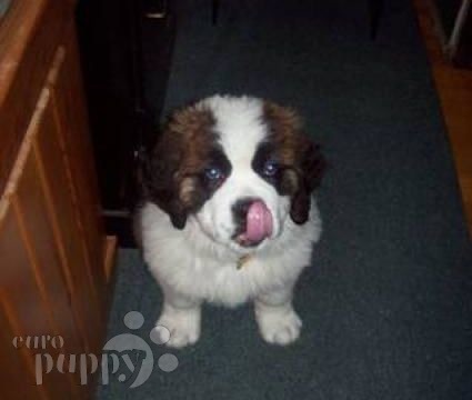 Bearon von Meatloaf - Saint Bernard, Euro Puppy review from United States