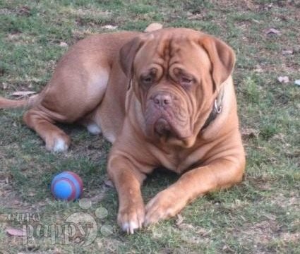 Ginger - Dogue de Bordeaux, Euro Puppy review from United States