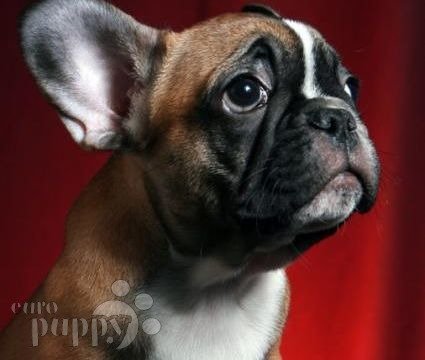 Kahlua - Bulldog Francés, Euro Puppy review from United States