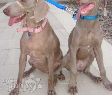 Luca - Weimaraner, Euro Puppy review from United Arab Emirates