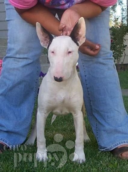 Galy - Bull Terrier, Euro Puppy review from United States