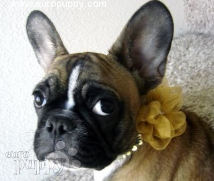 Kahlua - French Bulldog, Euro Puppy review from United States