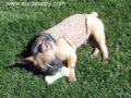 Kahlua - French Bulldog, Euro Puppy review from United States