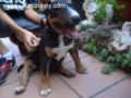 Jaffar - Bull Terrier Miniatura, Euro Puppy review from Spain