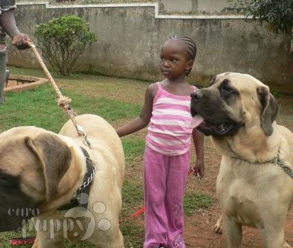 Titas - Mastín Inglés, Referencias de Euro Puppy desde Uganda