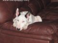 Pisti - Bullterrier, Euro Puppy review from Canada