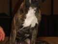 Aida - Boxer, Euro Puppy review from United States