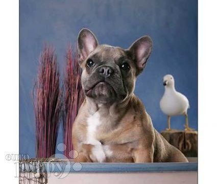 Laguna-Blue - French Bulldog, Euro Puppy review from Germany