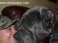 Dante - Neapolitan Mastiff, Euro Puppy review from United States