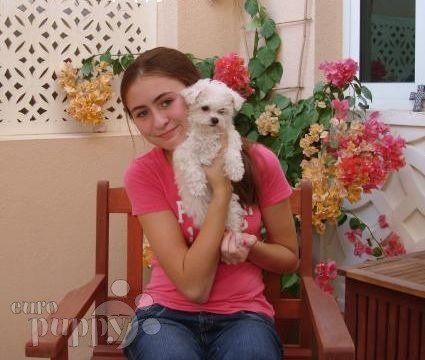 Daisy - Bologneser, Euro Puppy Referenzen aus Qatar