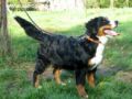 Panda - Bernese Mountain Dog, Euro Puppy review from United States