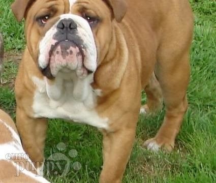 Bishop - Bulldog, Euro Puppy review from Canada