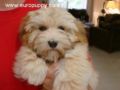 Sandy - Havanese, Euro Puppy review from Qatar