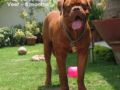 Veer - Dogue de Bordeaux, Euro Puppy review from India