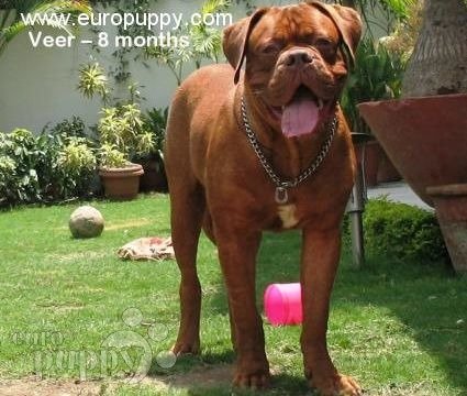 Veer - Dogo de Burdeos, Euro Puppy review from India