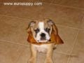 Henry - Mini Englishche Bulldog, Euro Puppy review from United States
