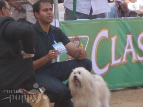 Happy - Bichón Habanero, Referencias de Euro Puppy desde India
