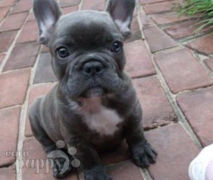 Andre - French Bulldog, Euro Puppy review from United States
