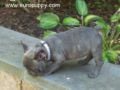 Andre - French Bulldog, Euro Puppy review from United States