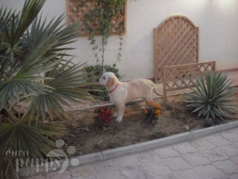 Rosie - Golden Retriever, Euro Puppy review from Qatar