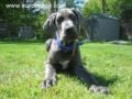 Xander - Great Dane, Euro Puppy review from United States