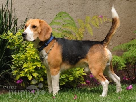 Doto - Beagle, Referencias de Euro Puppy desde Mexico