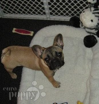 Marie - French Bulldog, Euro Puppy review from United States