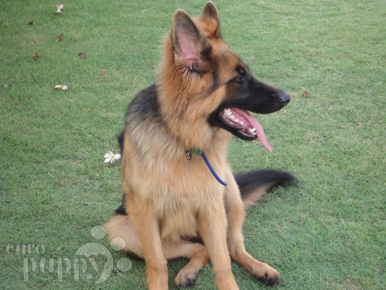 Primus - Deutscher Schäferhund, Euro Puppy Referenzen aus United Arab Emirates