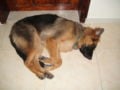Primus - German Shepherd Dog, Euro Puppy review from United Arab Emirates