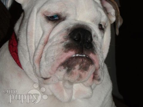 Dolly - Bulldogge, Euro Puppy Referenzen aus Kuwait