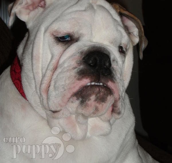 Dolly - Bulldog, Euro Puppy review from Kuwait