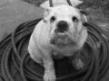 Dolly - Bulldogge, Euro Puppy review from Kuwait