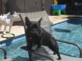 Diva - French Bulldog, Euro Puppy review from United States