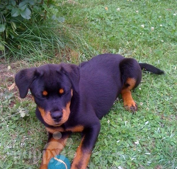 Freyja - Rottweiler, Euro Puppy review from Germany