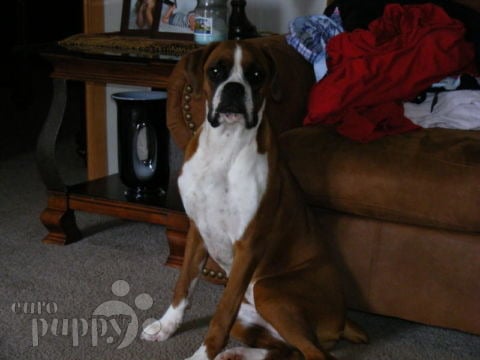 Bella - Boxer, Euro Puppy review from United States