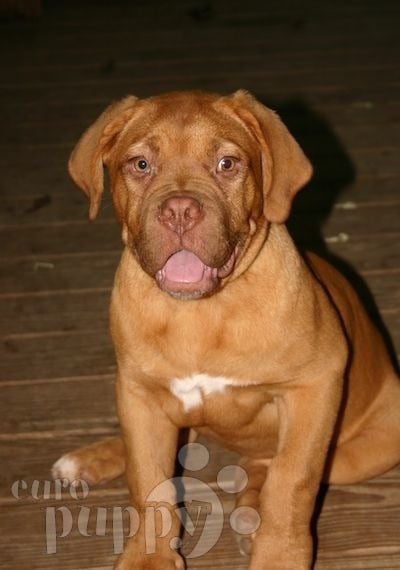 Aida - Dogue de Bordeaux, Euro Puppy review from United States