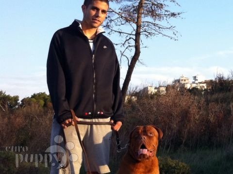 Cesar - Dogue de Bordeaux, Euro Puppy review from Greece