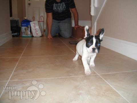 Panda - French Bulldog, Euro Puppy review from United States