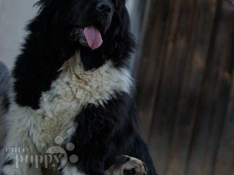 Amy - Newfoundland, Euro Puppy review from Germany