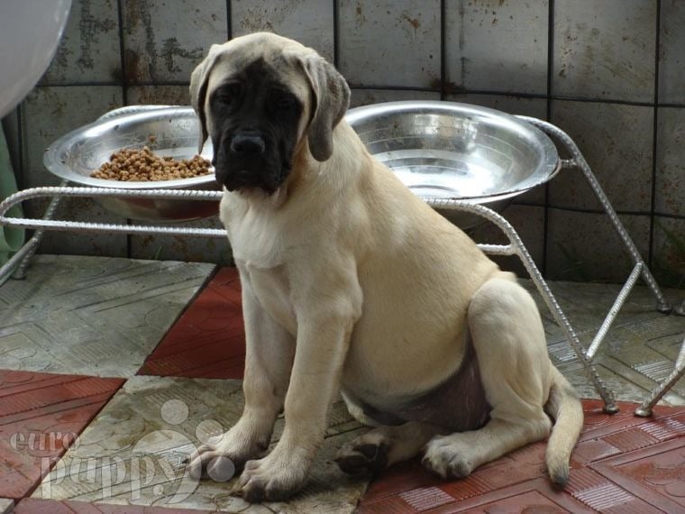 Buddy & Beauty - Englischer Mastiff, Euro Puppy Referenzen aus Ghana