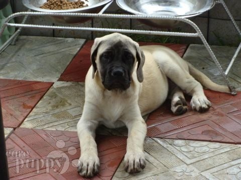 Buddy & Beauty - Englischer Mastiff, Euro Puppy review from Ghana