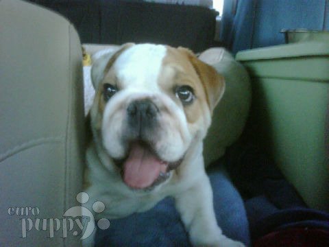 Captain - Miniature English Bulldog, Euro Puppy review from United States