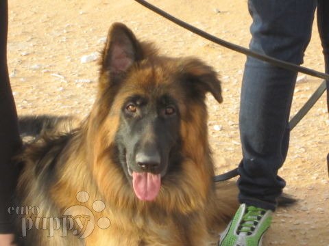 Wax - Deutscher Schäferhund, Euro Puppy review from Saudi Arabia